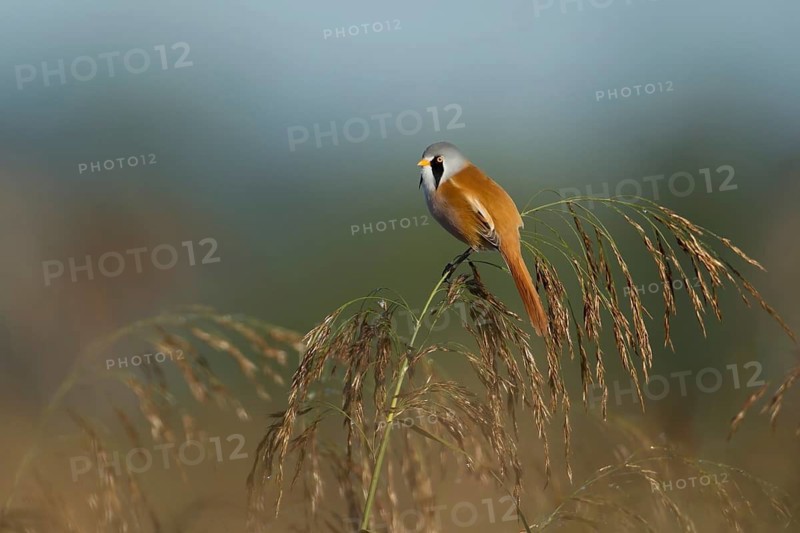 Bearded tit or reedling (Panurus biarmicus) adult male bird on a Common reed seedhead, RSPB Strumpshaw fen nature reserve, Norfolk, England, United Kingdom