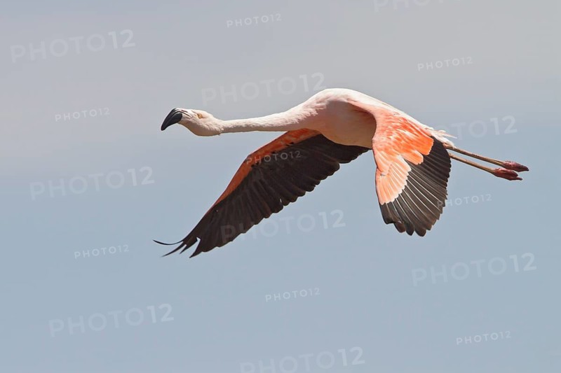 Chilean Flamingo (Phoenicopterus chilensis) in flight in Bolivia, South America