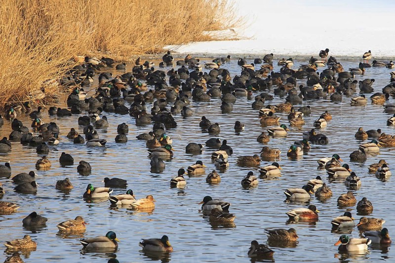 Eurasian Coot (Fulica atra & Anas platyrhynchos), Netherlands