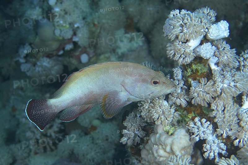 Red grouper (Cephalopholis hemistiktos)