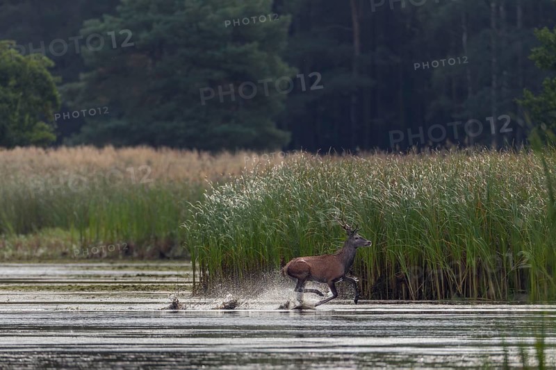A red deer (Cervus elaphus) runs at high speed through the shallow water zone of a pond and disappears into the neighbouring reed belt, escape, rutting season, rutting stag, September, Germany