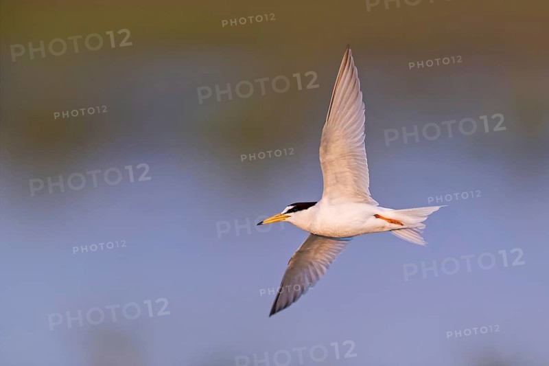 Zwergseeschwalbe, Little Tern, Sterna albifrons, Sterne naine, Charrancito Común