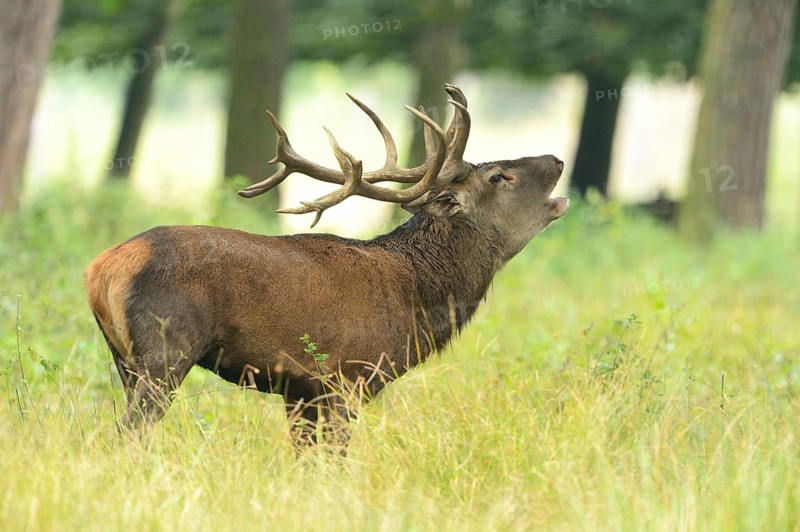 Red deer (Cervus elaphus) male roaring at the edge of the woods