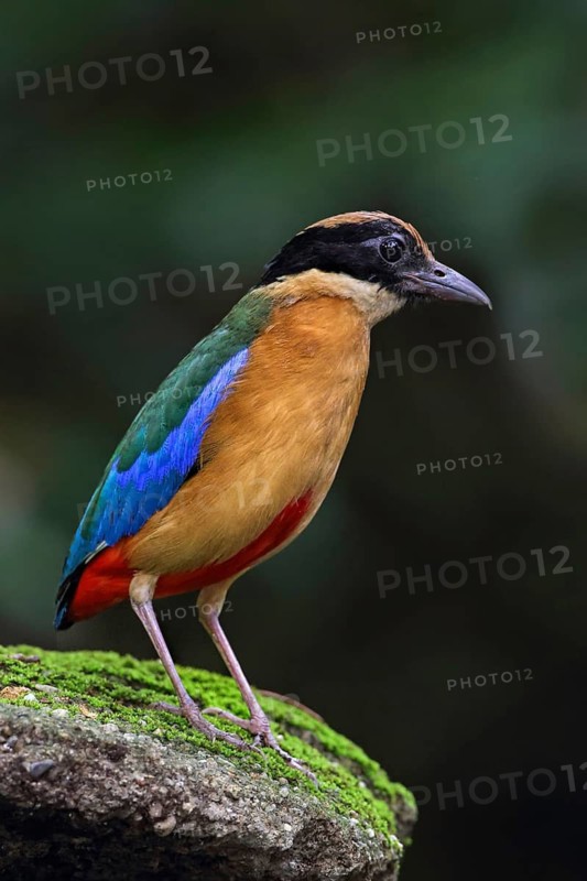 Blue-winged Pitta (Pitta moluccensis), Malaysia
