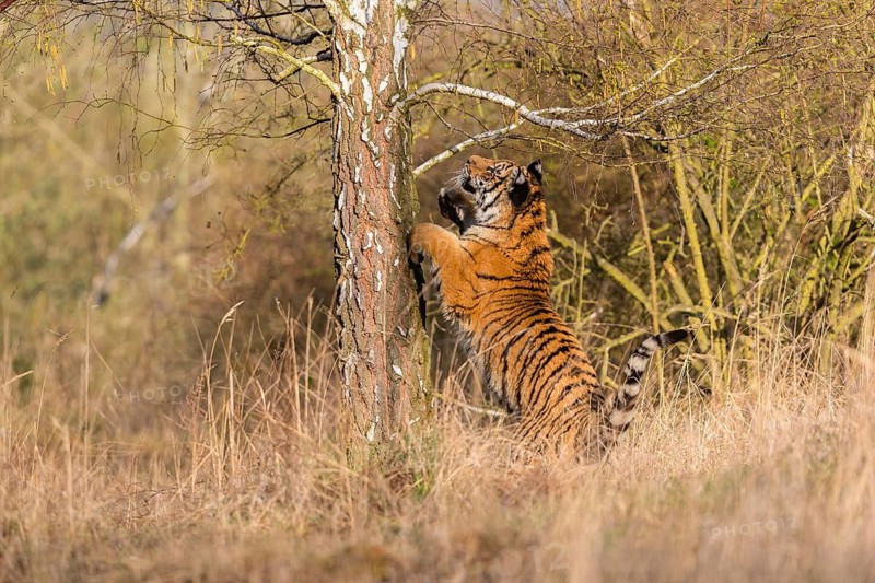 One young female Siberian Tiger, Panthera tigris altaica, climbing up a tree in a forest, hunting for birds. Early morning light