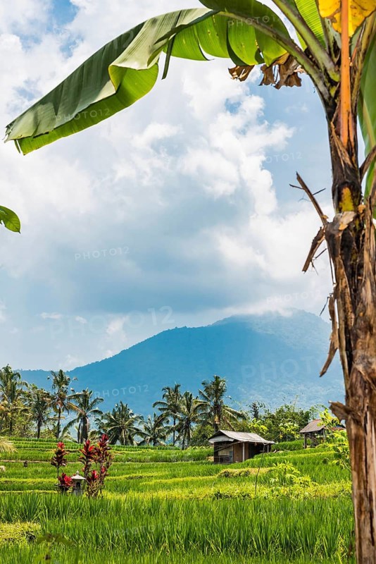Jatiluwih, rice terrace, rice, plantation, agribusiness, agriculture, export, tourism, travel, landscape, UNESCO, Bali, Indonesia