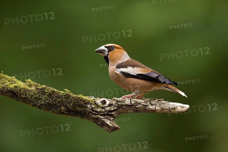 Appelvink zittend op tak, Hawfinch sitting on branch