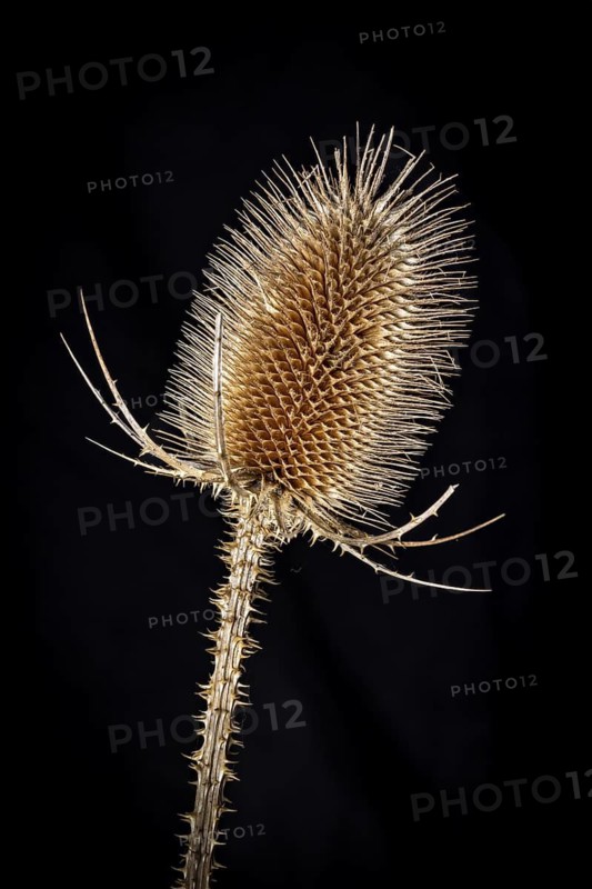 Close-up of a dry thistle flower on a black background, emphasising the spiky structure, Wild teasel (Dipsacus fullonum)