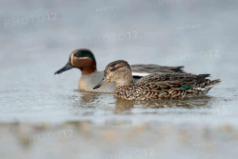 Eurasian Teal (Anas crecca) pair, Schleswig-Holstein, Germany