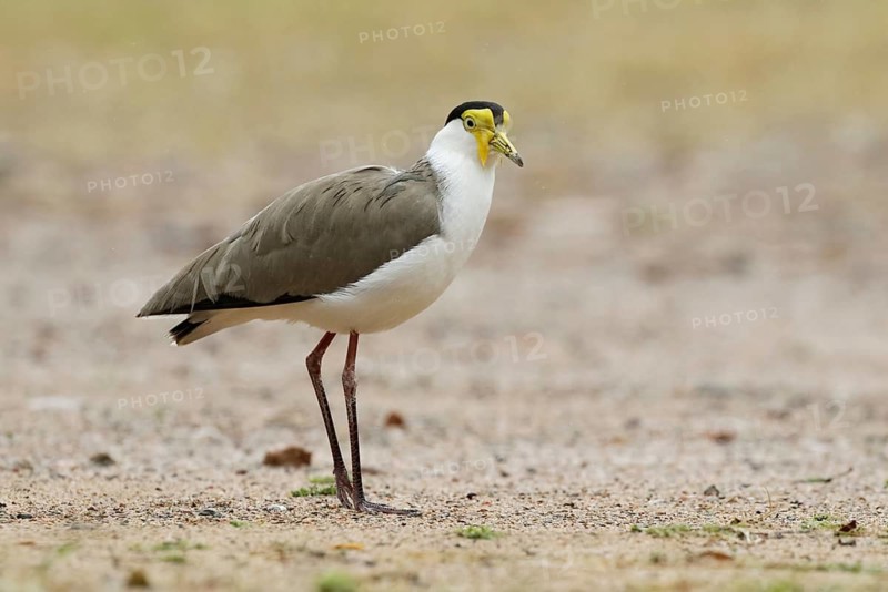 Masked Lapwing (Vanellus miles), Queensland, Australia
