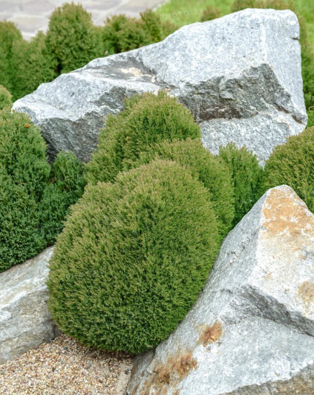 Spherical arborvitae (Thuja occidentalis 'Teddy'), Japanese Garden World, Brieskow-Finkenheerd, Brandenburg, Germany