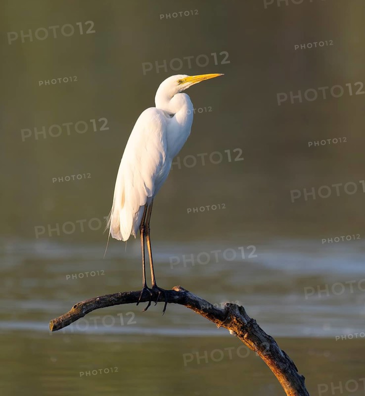 Great Egret (Ardea alba) standing on a dead branch in the warm morning light, Lower Saxony, Germany