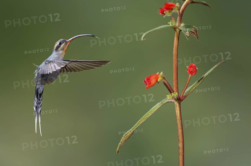 Green Hermit (Phaethornis guy), Costa Rica