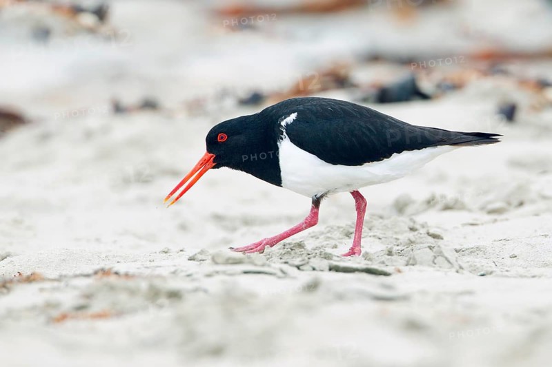 Pied Oystercatcher (Haematopus longirostris) distracting, Victoria, Australia