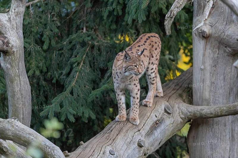 One Eurasian lynx, (Lynx lynx), walking on a fallen tree. Frontal view with green vegetation in the background