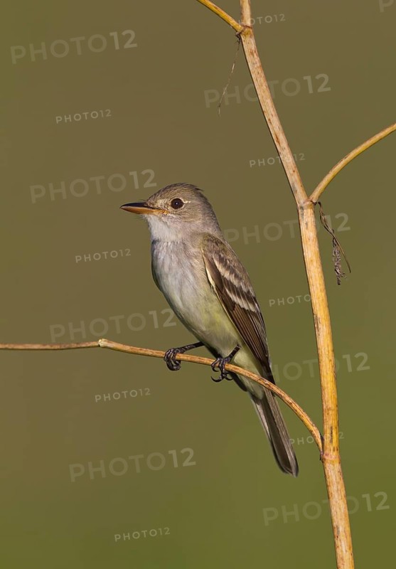 Willow Flycatcher (Empidonax traillii), Ohio, USA