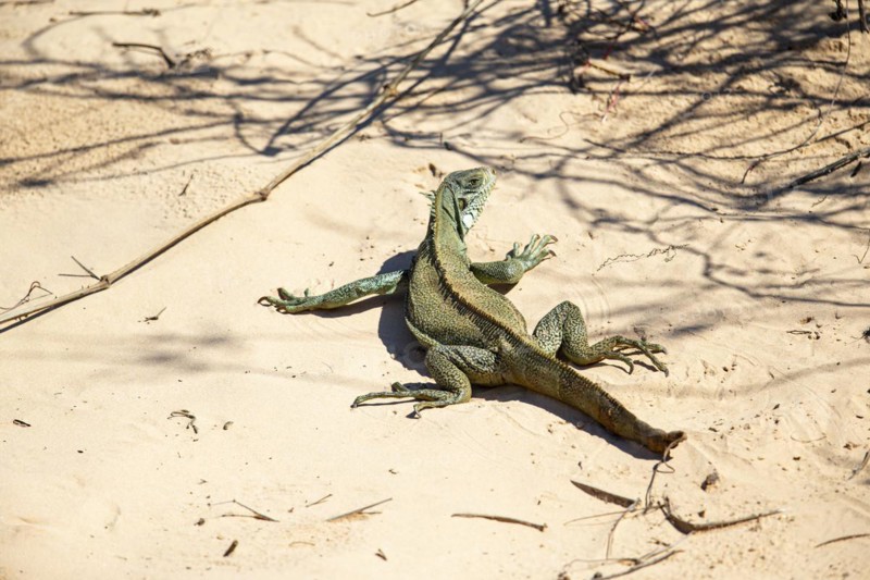 Green iguana (Iguana iguana) Pantanal Brazil