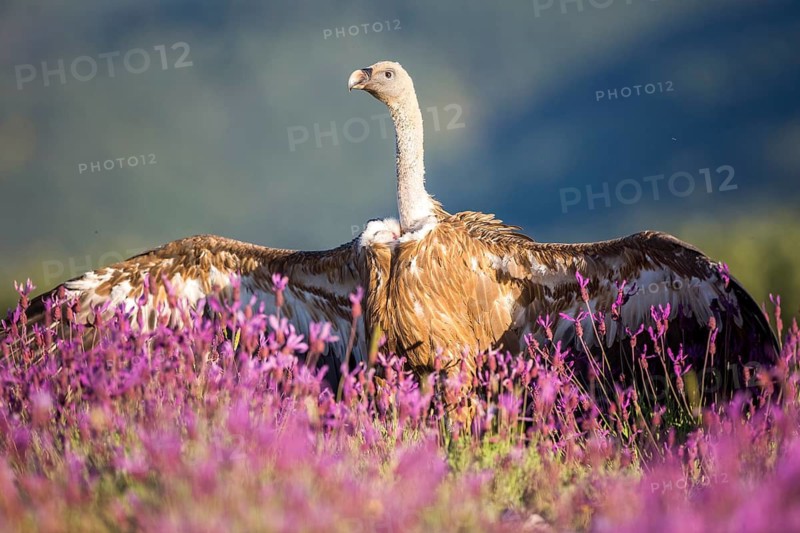 Griffon Vulture (Gyps fulvus) spreading wings in field, Madrid, Spain