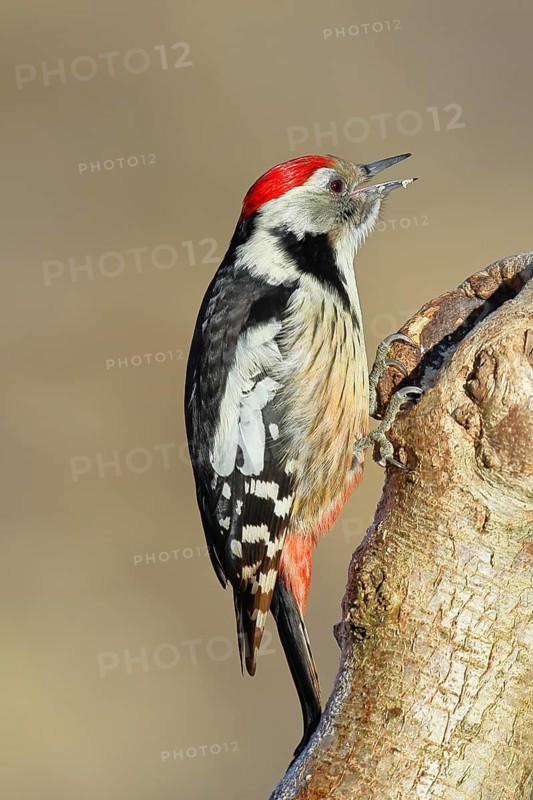 Middle spotted woodpecker (Dendrocopos medius) sitting at a water pot in a tree trunk, Animals, Birds, Woodpeckers, Wilnsdorf, North Rhine-Westphalia, Germany