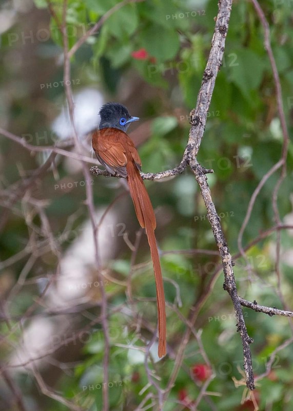 African Paradise Flycatcher (Terpsiphone viridis) male perched on a branch, Namibia