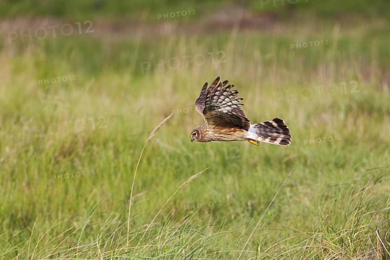 Kornweihe; lat. Circus cyaneus; junges Weibchen im Flug über dem Deich; Mittelaußengroden der Ostfriesischen Insel Wangerooge; Nordsee