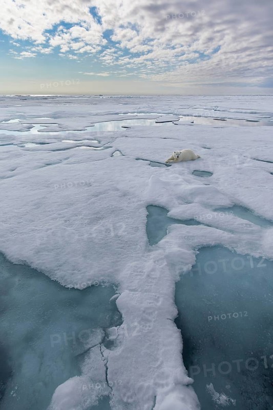 Polar Bear (Ursus maritimus) adult lying on pack ice, Svalbard, Norway