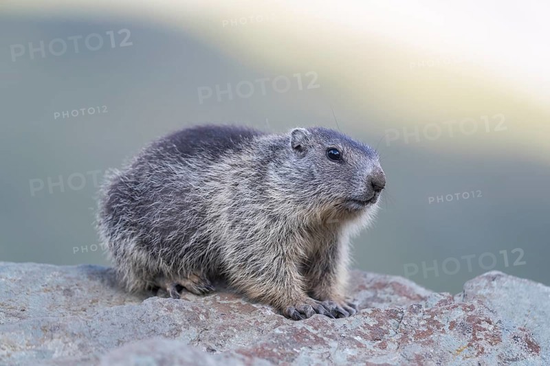 One young Alpine Marmots, Marmota marmota, side view portrait with neutral background. Grossglockner high alpine road, Hohe Tauern National Park, Austria