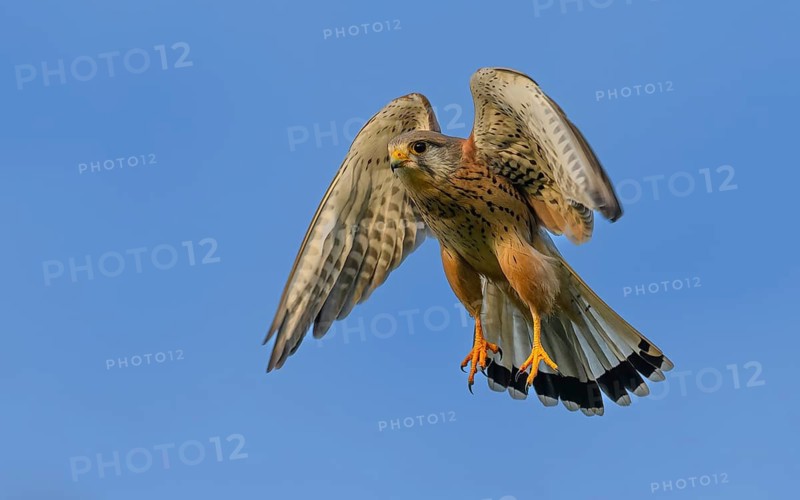 Turmfalke (Falco tinnunculus)