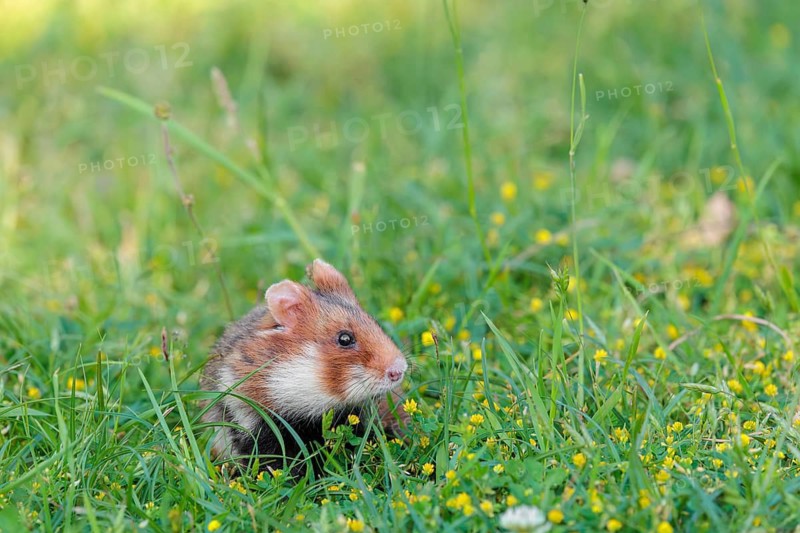 A European hamster (Cricetus cricetus) collects herbs, grass and daisies in a fresh green meadow