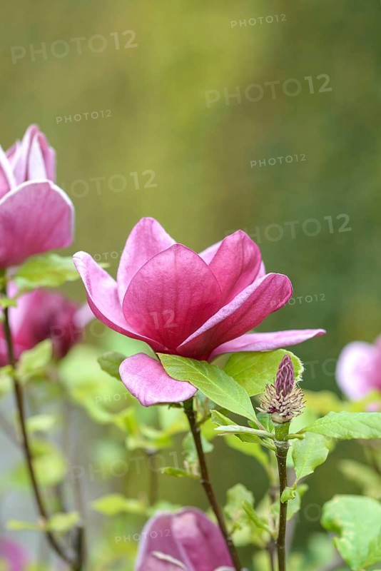 Purple magnolia (Magnolia 'Genie'), An den Dorfwiesen 9, Federal Republic of Germany