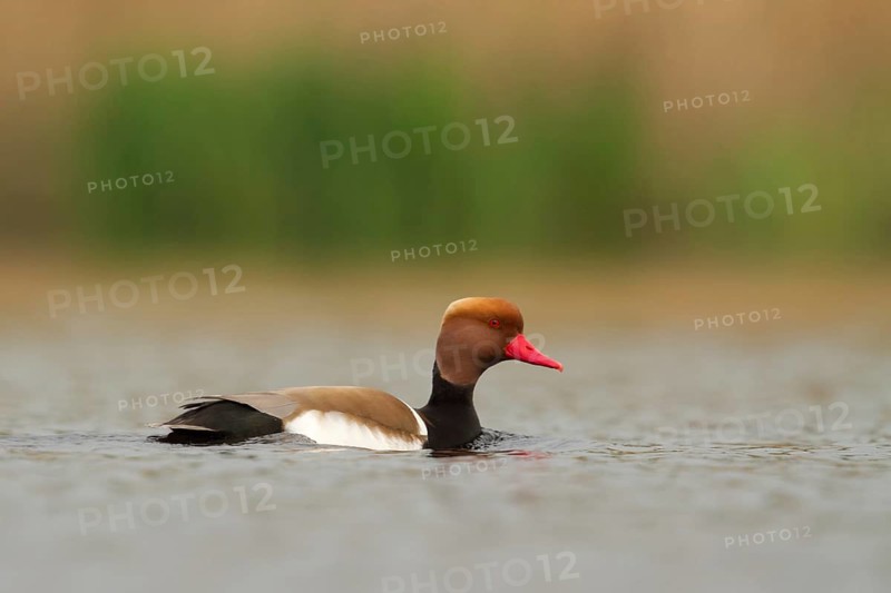 Red-crested Pochard (Netta rufina) male, Utrecht, Netherlands