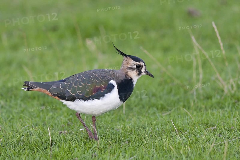 Northern Lapwing (Vanellus vanellus), Schleswig-Holstein, Germany