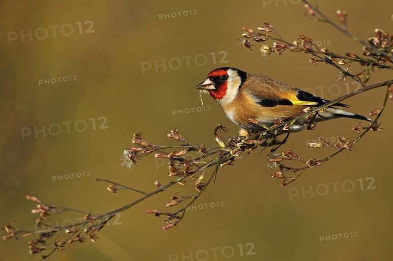 European Goldfinch (Carduelis carduelis), Asturias, Spain