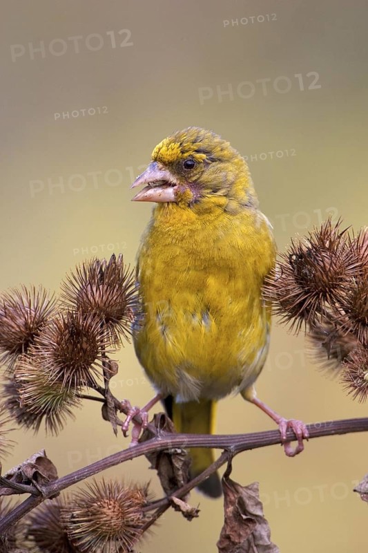European Greenfinch (Chloris chloris), Brandenburg, Germany