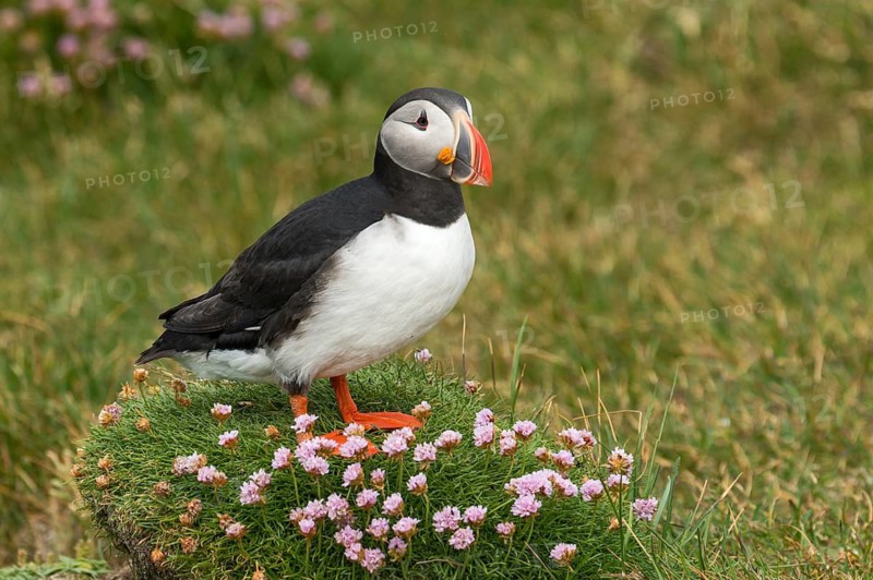Atlantic Puffin (Fratercula arctica) on cliff, Iceland