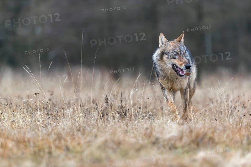 One young male eurasian gray wolf (Canis lupus lupus) running over a meadow. Dark forest in the background