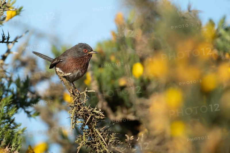Dartford warbler (Sylvia undata) adult male bird on a flowering Gorse bush in spring, England, United Kingdom