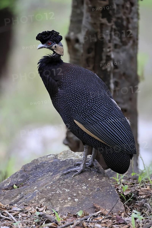 Ruffed Guinea Fowl (Guttera pucherani), adult, on the ground, alert, foraging, Kruger, Kruger National Park, South Africa