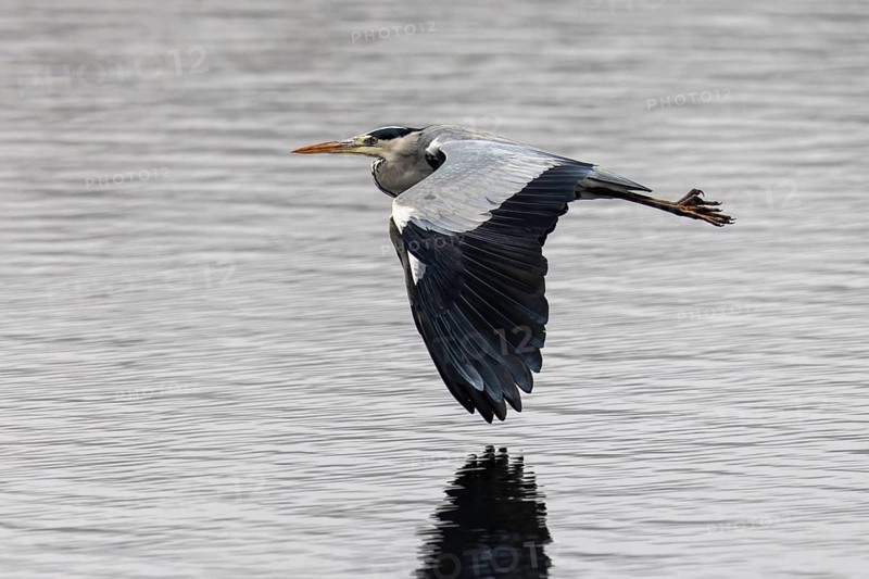 A grey heron flies just above the water surface, its reflection is clearly visible, Grey heron, (Ardea cinerea), wildlife, Germany