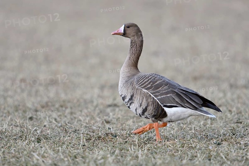 Greater White-fronted Goose (Anser albifrons) on field, North Rhine-Westphalia, Germany
