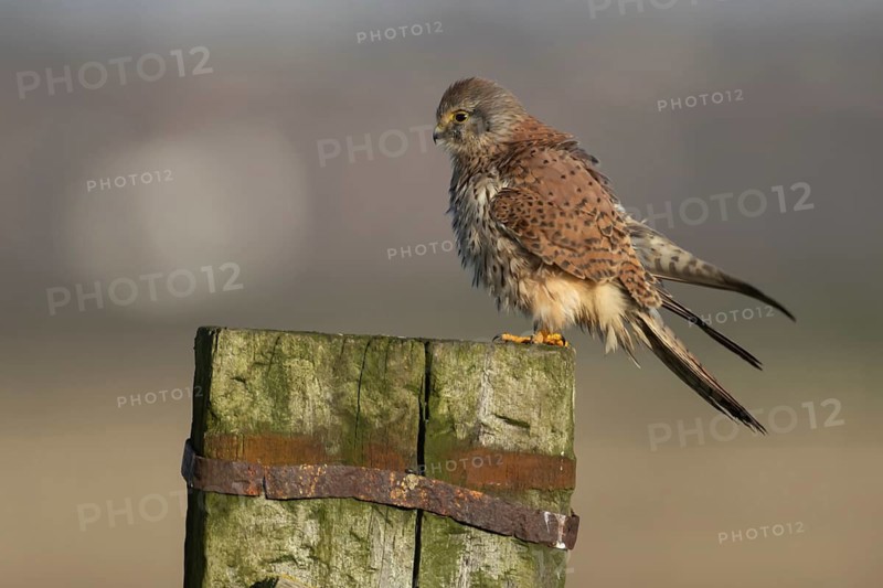 Common kestrel (Falco tinnunculus) adult male bird ruffling its feathers on a wooden fence post, Kent, England, United Kingdom