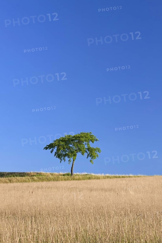 Solitary lime tree, linden in wheat field in the countryside in summer