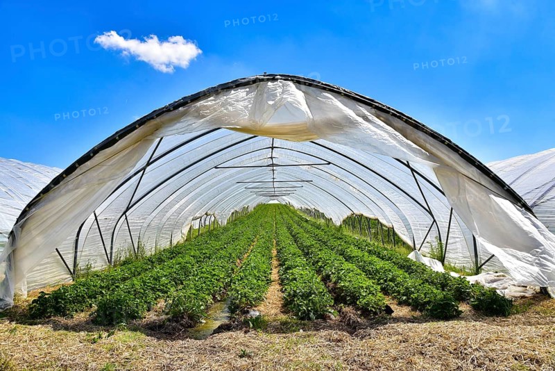 Strawberry cultivation in greenhouses, Bavaria, Germany