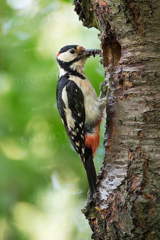 Great Spotted Woodpecker (Dendrocopos major) male at breeding cavity with food in beak, Rhineland-Palatinate, Germany