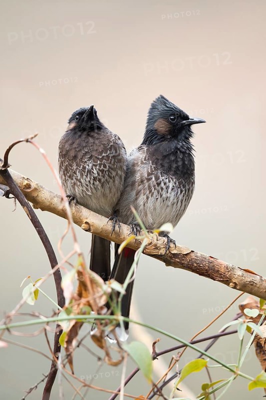 Red-vented Bulbul (Pycnonotus cafer bengalensis) pair perched on a branch, Punakha, Bhutan