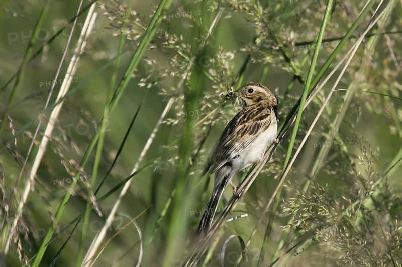Pallas's Reed Bunting (Emberiza pallasi) female with food in beak, Dornod, Mongolia