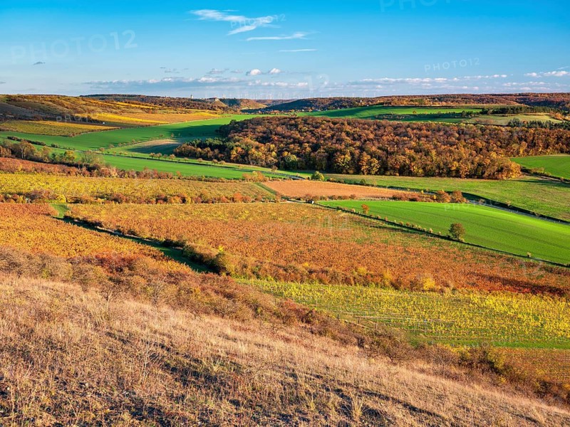 View over colourful vineyards in the Unstrut valley in autumn, Saale-Unstrut wine-growing region, near Freyburg (Unstrut), Saxony-Anhalt, Germany