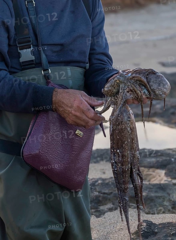 Freshly caught squid, octopus, (Octopus cyanea) in the hand of a fisherman, Apulia, Italy