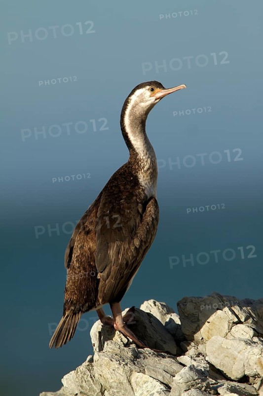 Spotted Shag (Phalacrocorax punctatus) juvenile, Kaikoura Peninsula, South Island, New Zealand