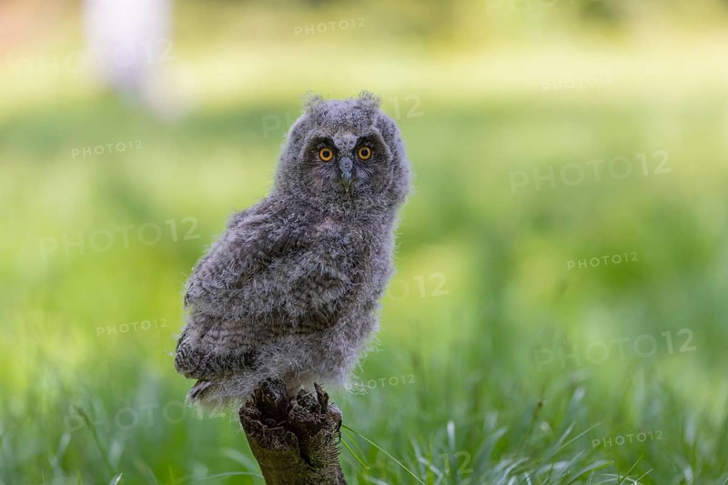 One young long-eared owl (Asio otus), sitting on a branch of a tree. Green vegetation in the background
